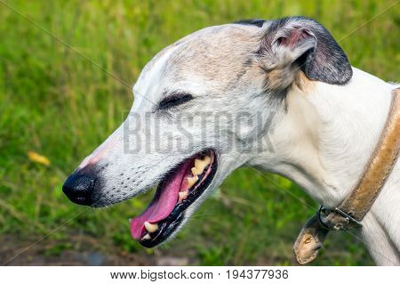 Portrait of a dog of the breed English greyhound