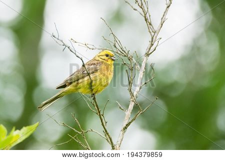 Oatmeal on a branch beautiful bird Russia village summer Emberiza citrinella