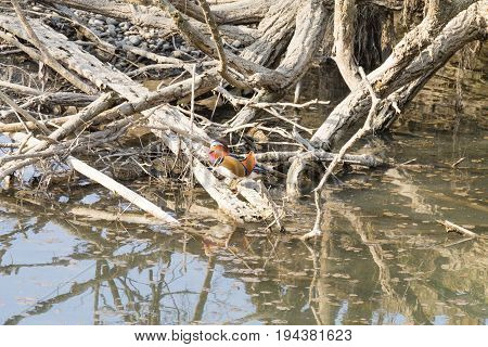 Mandarin Duck Close Up From Sile River, Italy