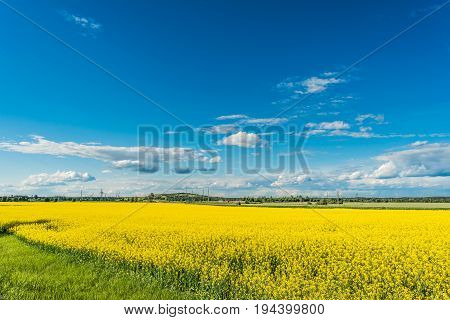 Rapeseed Field And Blue Sky With Clouds On A Sunny Day