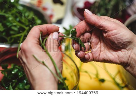 Horizontal photo of aged female hands with golden ring holding fresh green Arugula with vegetable table in background.