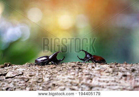 Stem Eating Beetle Prepare To Fight