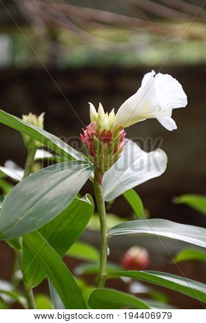 close up costus speciousus flower in nature garden