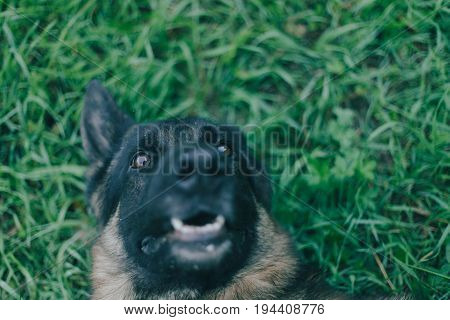Happy German Shepherd Dog  Lies On The Green Grass
Green Background, Funny Cute Dog
