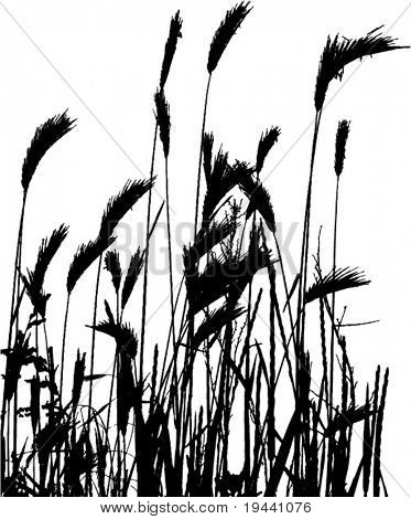 wheat silhouette - element for design