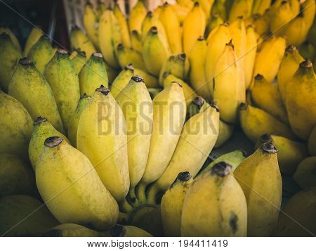 Group of yellow cultivated banana ripe cultivated banana call Kluai Nam Wa in Thai. Cultivated banana with sunlight effect.