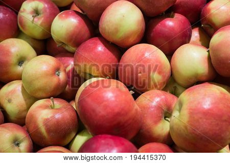 Fresh ripe red apples gathered in the garden.
