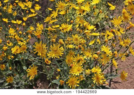 Hieracium maculatum the spotted hawkweed. It is cultivated as an ornamental