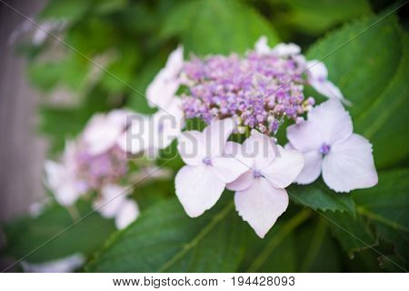 Hydrangea Flowers In A Garden