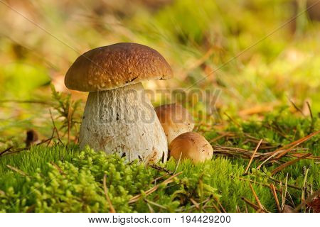 Mushrooms Bolete fungus in the wild (Boletus pinophilus)  in the forest , Autumn