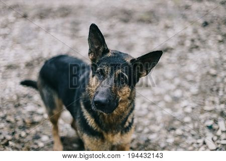 Attractive Funny German Shepherd Dog Looking Up At You
