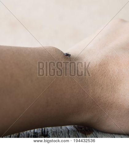 Close up of a mosquito sucking blood