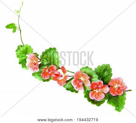 Composition Of Fresh Green Leaves Of The Ground Cover And Bright Pink Flowers Of Geranium