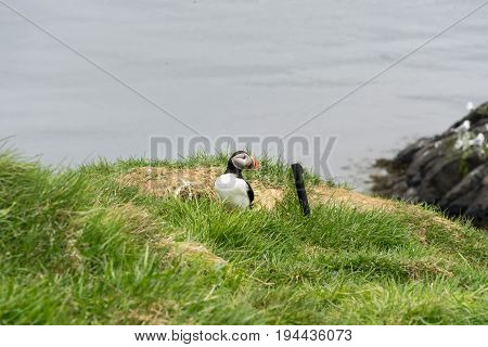 Puffin colonies are located all around Iceland