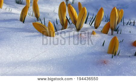 yellow crocus flower in snow garden germany