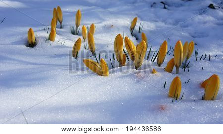 yellow crocus flower in snow garden germany