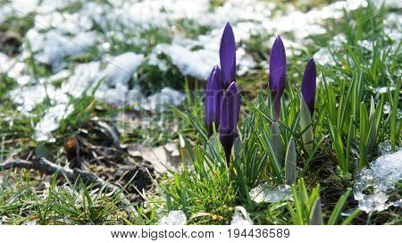 purple color crocus flower in snow garden germany