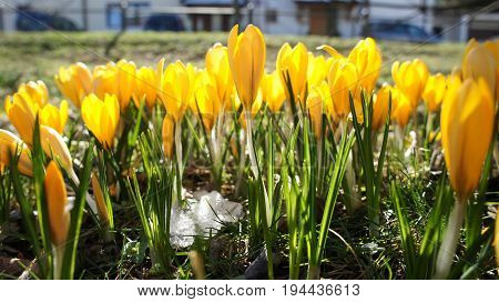 yellow crocus flower in garden sunshine germany