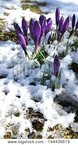 purple color crocus in snow closeup germany