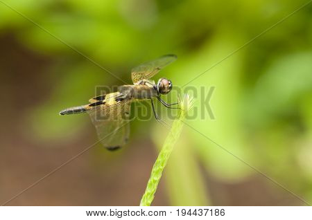 Yellow-barred Flutterer (Rhyothemis phyllis) dragonfly is perching on a plant
