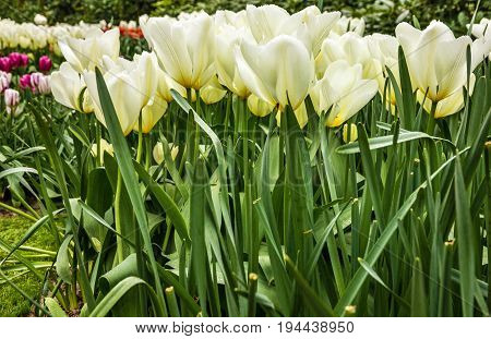 Tulip field white frowers in park, Netherlands, Holland