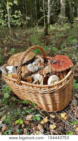 Basket with edible mushrooms in summer forest