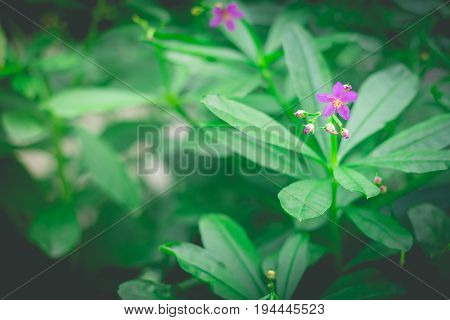 Little purple flowers in the green garden
