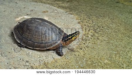 Closeup of Asian Box Turtle near Pond