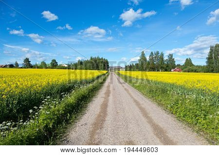 Rapeseed (brassica Napus) Also Known As Rape Oilseed Rape Rapa Rappi Rapaseed. Small Road Between Fi