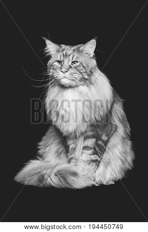 beautiful big maine coon cat. Copy space. Studio shot on black background. Monochrome.