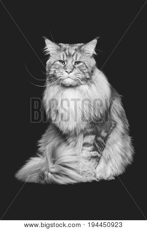 beautiful big maine coon cat. Copy space. Studio shot on black background. Monochrome.