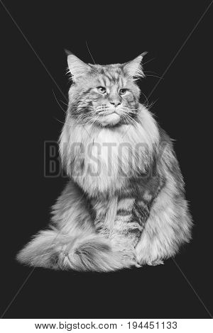 beautiful big maine coon cat. Copy space. Studio shot on black background. Monochrome.