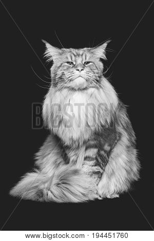 beautiful big maine coon cat. Copy space. Studio shot on black background. Monochrome.