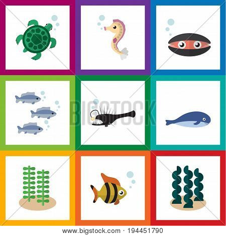 Flat Icon Nature Set Of Tuna, Scallop, Cachalot And Other Vector Objects. Also Includes Melanocetus, Scallop, Seaweed Elements.