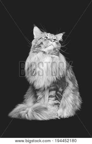 beautiful big maine coon cat. Copy space. Studio shot on black background. Monochrome.