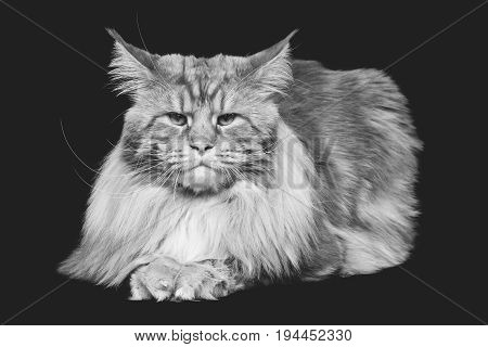 beautiful big maine coon cat. Copy space. Studio shot on black background. Monochrome.