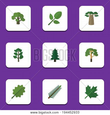 Flat Icon Bio Set Of Foliage, Wood, Oaken And Other Vector Objects. Also Includes Baobab, Spruce, Park Elements.