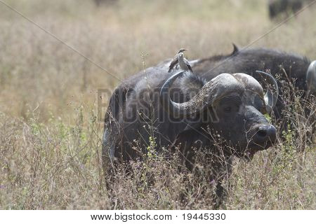 Bufalo d'acqua