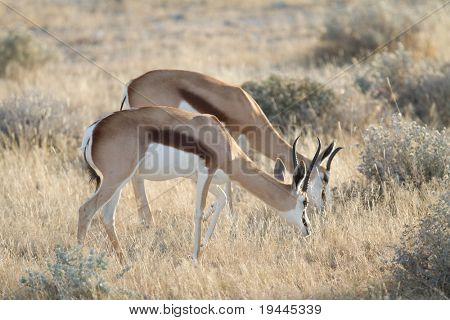antilope