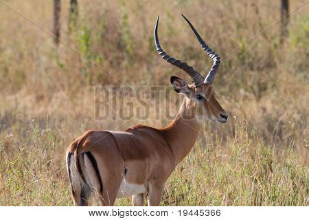 antilope