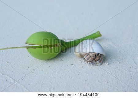 Crab live on shell white sand beach at Thailand
