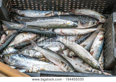 Gray Mullet Fish (kefal) In Styrofoam Box, Poti, Georgia