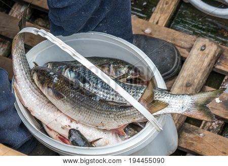 Gray Mullet Fish (kefal) In Styrofoam Box, Poti, Georgia