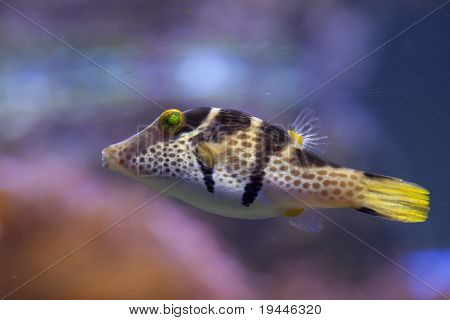 ryby fugu