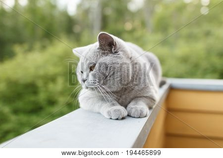 Gray British cat lying outside, with perspective lines