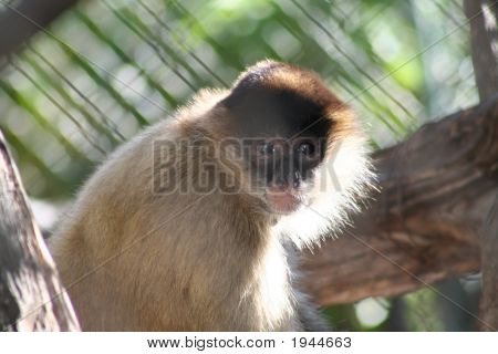 Affe