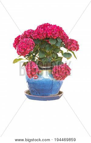 Isolated red flower in pot. Big red flowers
