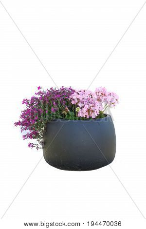 Isolated flowers in pot. Small flowers in pot