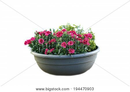 Isolated red flower in pot. Small red flowers
