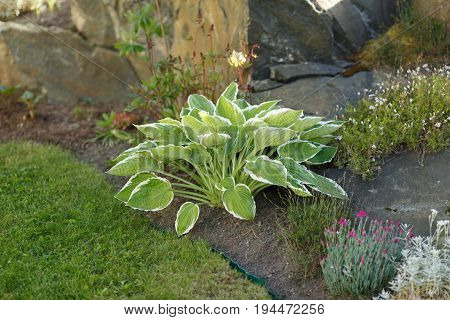 Green Plant outside. Day time. beautiful green garden
